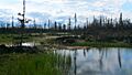 Boreal forest near rae edzo
