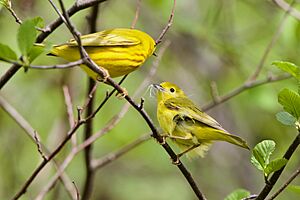 Breeding pair of Yellow Warblers (Setophaga aestiva) in Waterville, Maine