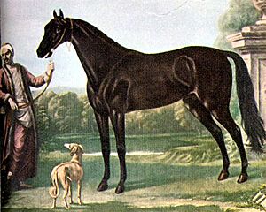 Byerly Turk