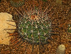 Cactaceae - Ferocactus emoryi.JPG