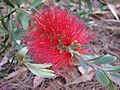Callistemon 'Firebrand'