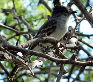 Caribbean Elaenia in Puerto Rico