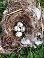 Cedar Waxwing nest and eggs (14723635678)