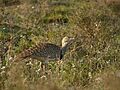 Chlamydotis undulata -Tao, Lanzarote, Canary Islands, Spain-8