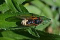 Cicada with extensive abdomen fungus 2021-05-31 093621 1 crop