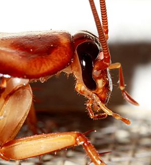 Cockroach head