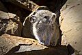 Collared Pika (6187105360)