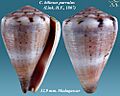 Conus biliosus parvulus 1