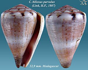 Conus biliosus parvulus 1