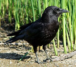 Corvus caurinus 03.jpg