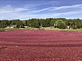 Cranberry harvest, Kingston Massachusetts