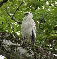 Crested Eagle immature - Darién - Panama (48439740647)
