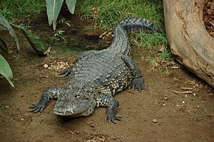 Crocodile de Morelet.jpeg