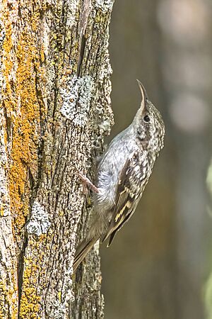 Cyprus treecreeper (Certhia brachydactyla dorotheae)
