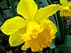 Daffodills (Narcissus) - 25.jpg