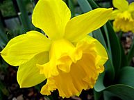 Daffodills (Narcissus) - 25