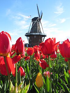 De Zwaan (windmill)