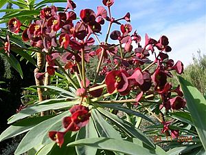 Detail of the floral bracts of Euphorbia atropurpurea
