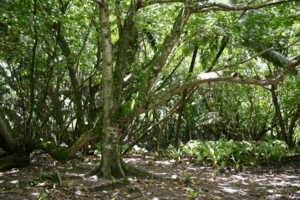 Diego Garcia Hernandia Forest