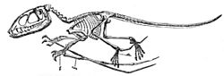 Dimorphodon.jpg