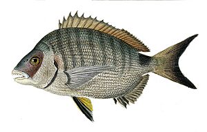 Diplodus sargus helenae.jpg