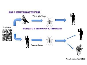 Disease Vector