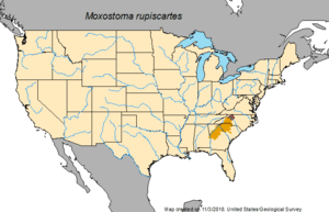 Distribution of Striped jumprock.png