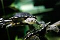 Eastern long neck tortoise - chelodina longicollis