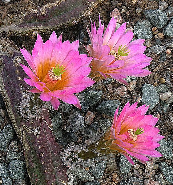 Echinocereus scheeri (9322654148)