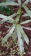 Elaeocarpus dentatus juvenile foliage