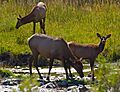 Elk 2 (8005275573)