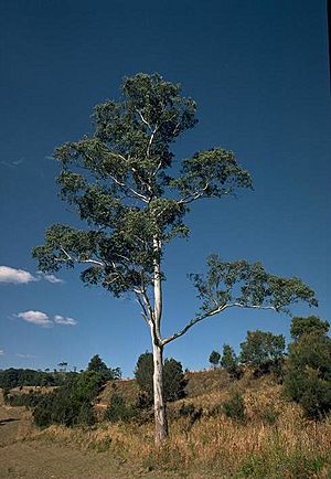 Eucalyptus dorrigoensis.jpg