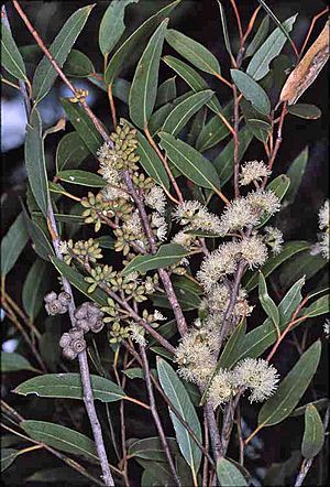 Eucalyptus globoidea (foliage, flowers and fruits).jpg