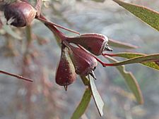 Eucalyptus goniocarpa fruit