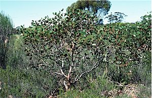 Eucalyptus grossa.jpg