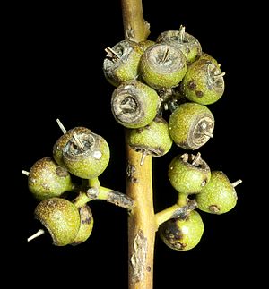 Eucalyptus petrensis - Flickr - Kevin Thiele.jpg