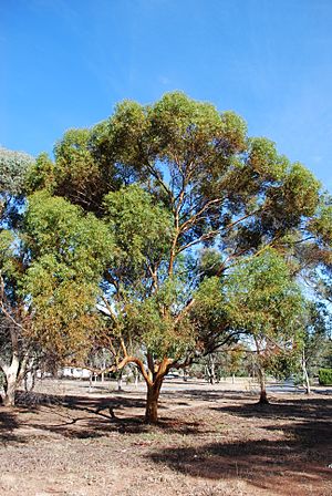 Eucalyptus salubris (4558756725).jpg