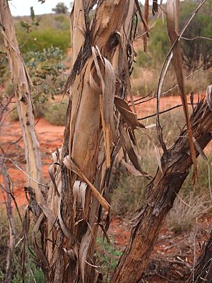 Eucalyptus socialis bark