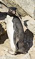 FAL-2016-New Island, Falkland Islands-Rockhopper penguin (Eudyptes chrysocome) 05