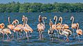 Flamingo's in Bigi Pan (31095596322)