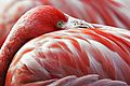 Flamingo rubro-Phoenicopterus ruber ruber