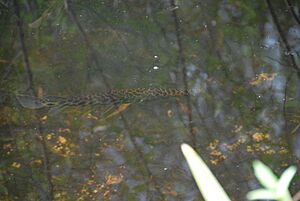 Florida Gar