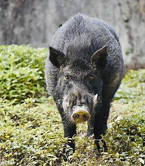 Formosan Wild Boar in Shoushan Zoo