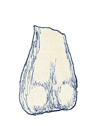 Fulgurotherium australe