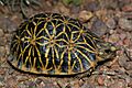 Geometric tortoise (Psammobates geometricus) 2
