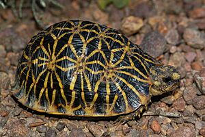 Geometric tortoise (Psammobates geometricus) 2.jpg