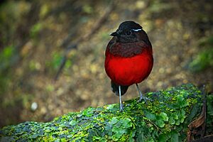 Graceful Pitta 0A2A8564.jpg