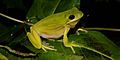 Green Treefrog (Hyla cinerea) Hardin Co. Texas. photo by W. L. Farr