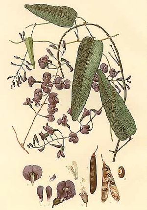 Hardenbergia monophylla