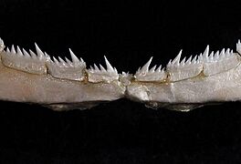 Heptranchias perlo lower teeth